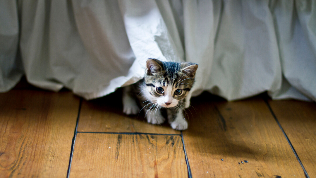 Kitten on sale under bed